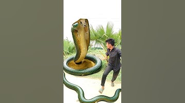 Anaconda snake in real life P131#shorts #short #snake #nagin #python #anaconda #snakes #bigsnake