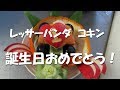 レッサーパンダ　コキン　誕生日おめでとう！ の動画、YouTube動画。