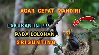 CARA MELATIH ANAKAN SRIGUNTING ABU AGAR CEPAT MANDIRI || Lakukan cara ini