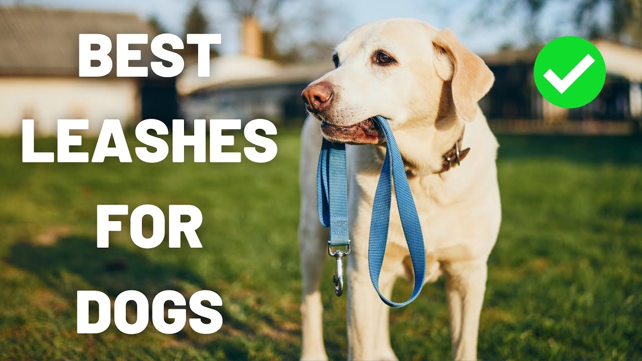What Type Of Leash Is Best For Puppies