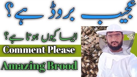 Cells and Broods types in one Brood | Beekeeping