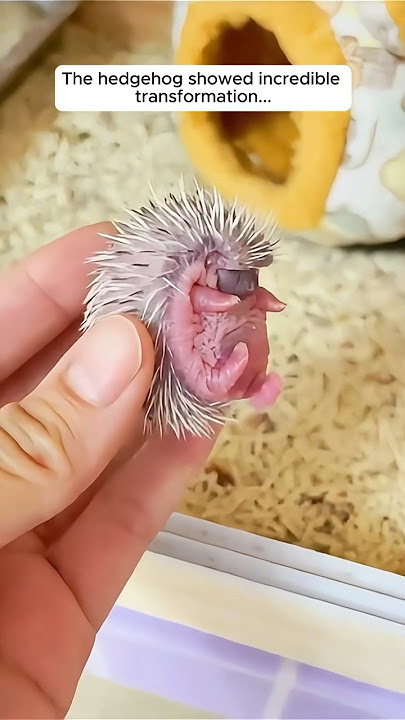 The girl adopted baby hedgehog in her house #shorts