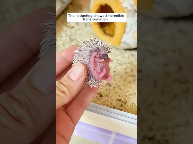 The girl adopted baby hedgehog in her house #shorts class=