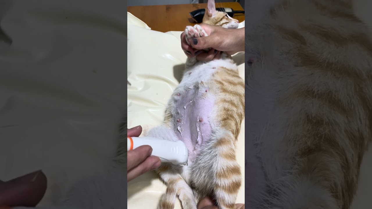 Rescued Pregnant Stray Cat Receives an Ultrasound Kittens Checkup