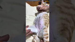 Rescued Pregnant Stray Cat Receives an Ultrasound Kittens Checkup
