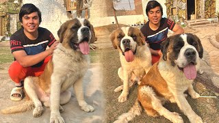 india Sy Aiy Saint Bernard Dogs Surprise Reveal