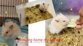 Bringing home a hamster