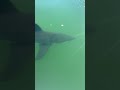 Young Great White Shark Says Hi