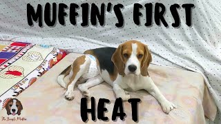 How To Care For Your Dog In Heat