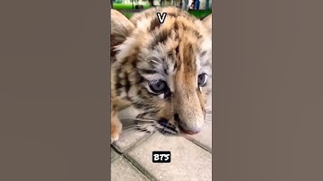 BTS animals intro || Army