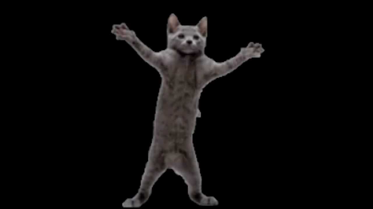 Игра dance cats. Танцующий кот. Котик танцует. Танцующая кошка. Кот пляшет.