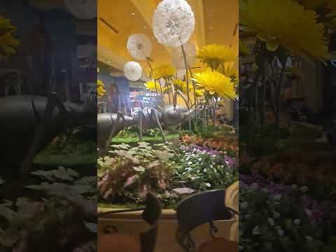 🇩🇴 ASÍ NOS FUE EN EL CASINO HARD ROCK PUNTA CANA REPUBLICA DOMINICANA !
