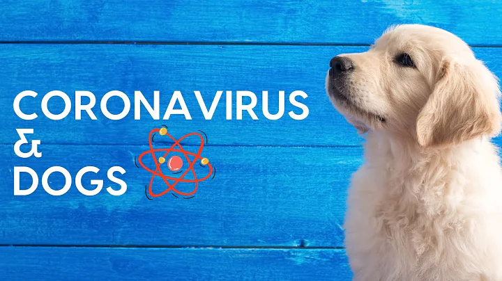 Coronavirus and Dogs - Everything You Need to Know