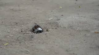 "Adorable Sparrow's Dust Bath | Fun Nature Moment | A moment of Sparrow bathing in soil '' screenshot 5