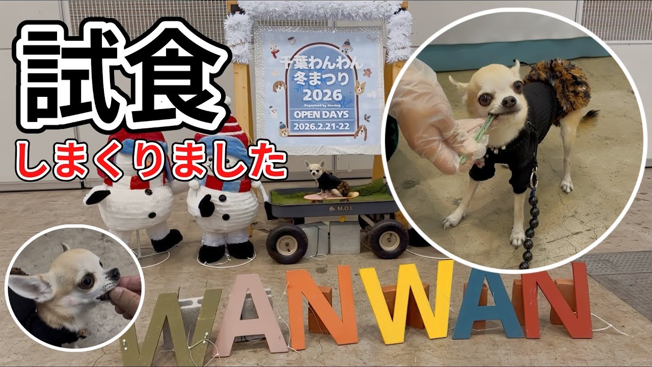 【千葉わんわん冬まつり】試食しすぎた、ちっちゃなスムースチワワのパピコさん。