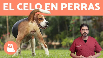 ¿Cómo se llama la pastilla para quitar el celo de una perrita?