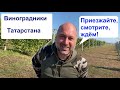 Промышленный виноградник Татарстана или в гостях у Айрата Ялалетдинова