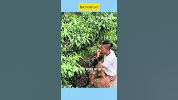 khi con lu bị dụ # vui cùng cún cưng