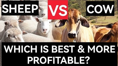 Sheep Vs Cow | Which is Best And More Profitable?