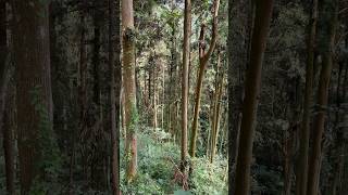 森林的呼吸 The Breath of the Forest