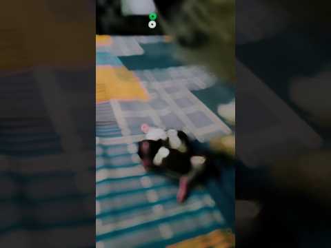 Sidjju Puppys Shorts Viral Youtubeshorts Comedy Shortsfeed Funny Prank Fyp Atulaasthaofficial