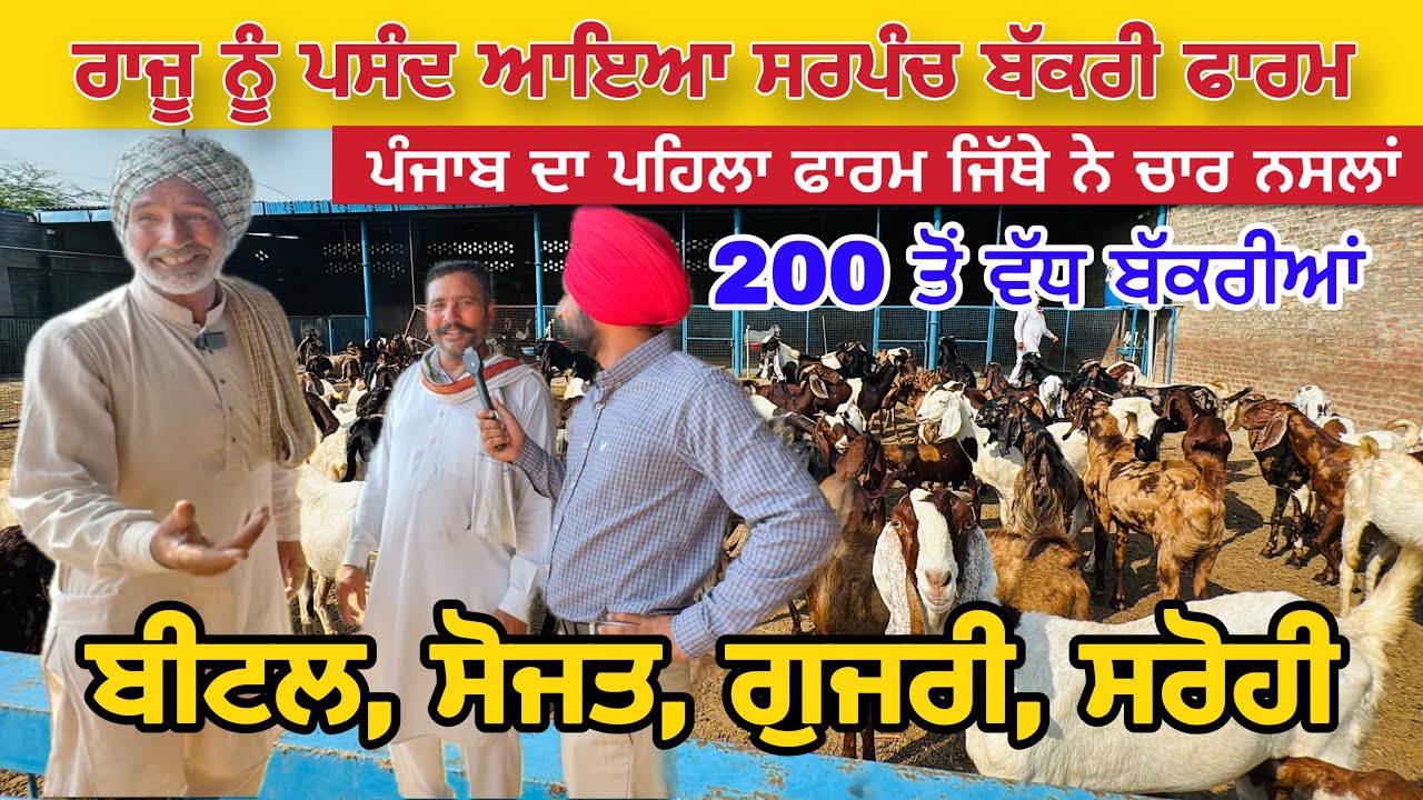 ਪੰਜਾਬ ਦਾ ਪਹਿਲਾ ਫਾਰਮ ਜਿੱਥੇ ਨੇ ਚਾਰ ਨਸਲਾਂ 200 ਤੋਂ ਵੱਧ ਬੱਕਰੀਆਂ Sarpanch Goat Farm । Raju Dirba #goats