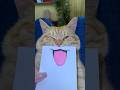 Smile face ☺️ #кот #животные #рыжийкот #cat #котики #шортс #забавныеживотные #animals #юмор #cats
