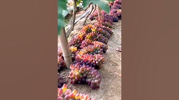 Grape Harvest Fresh From Vineyard #farming #short