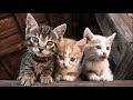 1 2 3, Trois petits chats