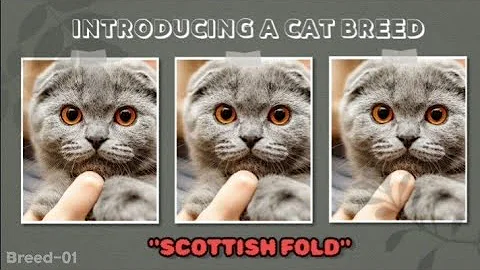 Watch the video about Introducing a CAT BREED | Pt-1 | Scottish Fold Origin and Characteristics #catbreed