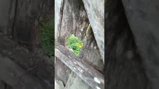 cửa hỏng ntn? #zol