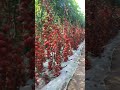 Tomatoes Grown In The Greenhouse With High Yields