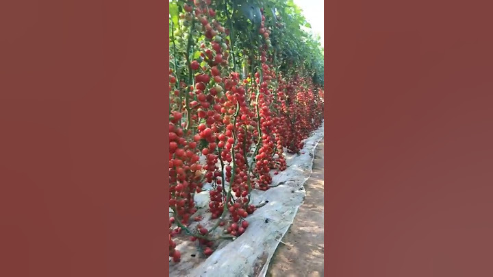Üvegházban termesztett paradicsom magas hozammal