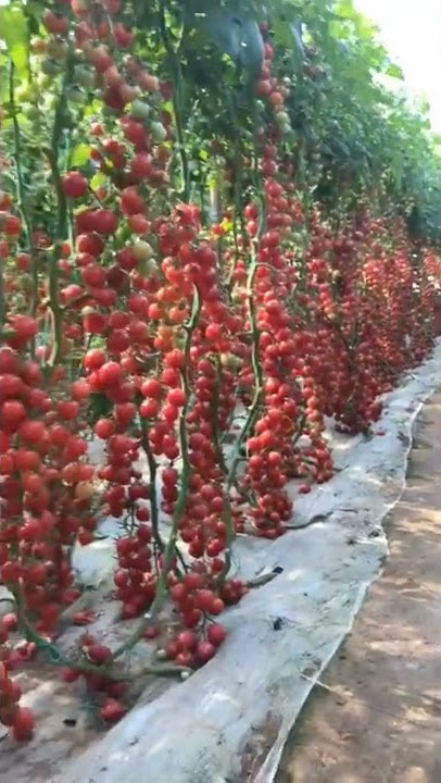 Tomatoes grown in the greenhouse with high yields