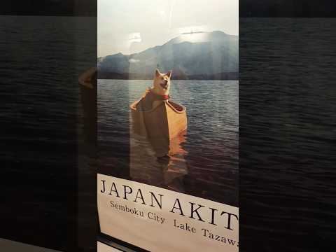 #Japan #akita #dog #jasexplorer #painting