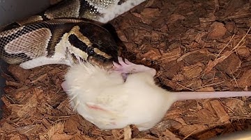 Large Ball Python Sinks Teeth Into Rat / Warning Live Feeding