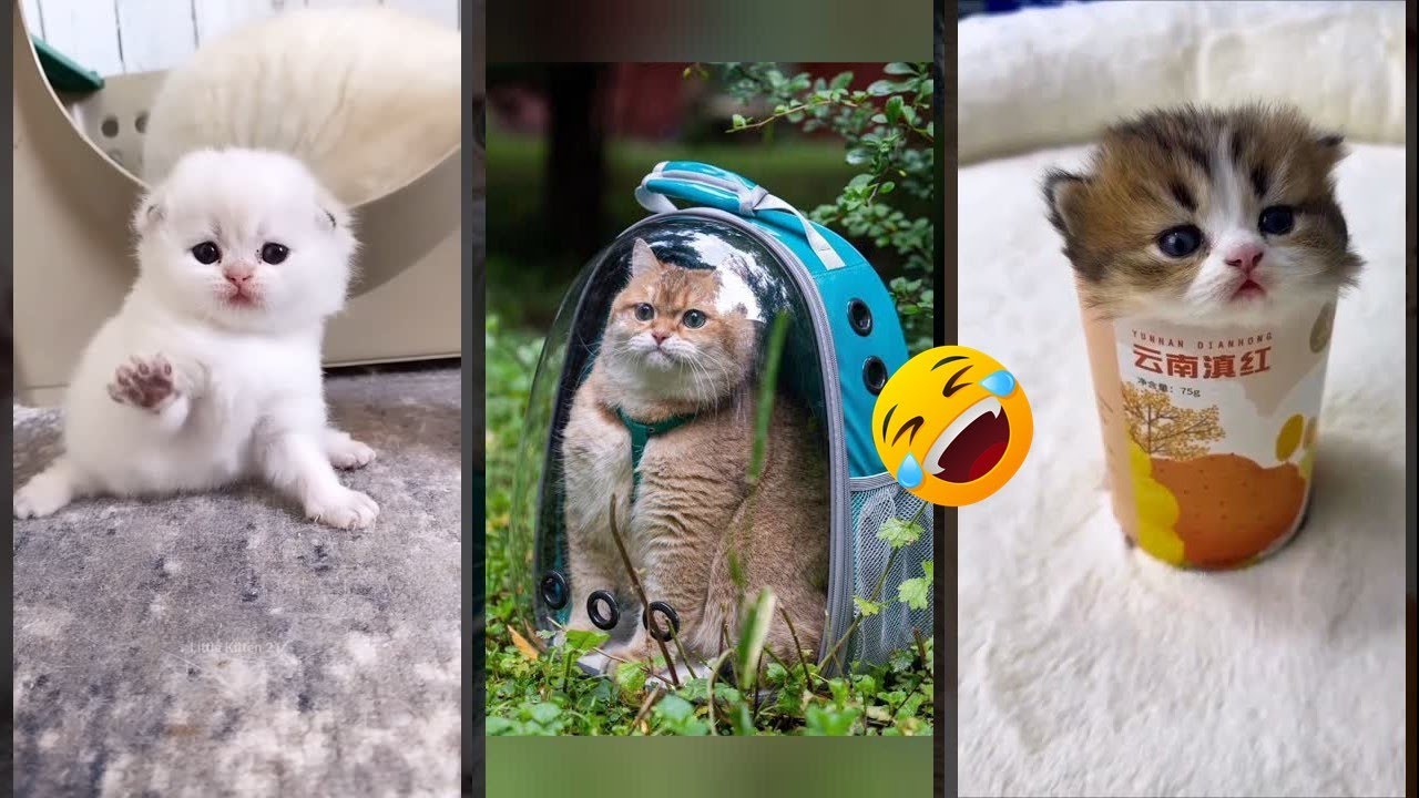 Funny Cat 🐱 Cats Being Cats 🐱 #mewmew Ep 6433 - YouTube