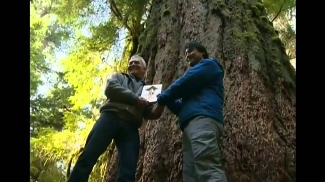 CTV 2013: MLA Scott Fraser Awarded for Tree Saving Efforts