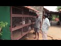 COUNTRY CHICKEN FARMING