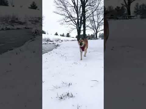 فيديوهات ثلج فيديوهات الثلج Shorts فيديو فيديوهات Snow Snowfall Snowrunner