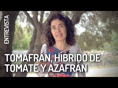 TOMAFRÁN, híbrido de tomate y azafrán