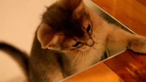 Watch the video about Spot (abyssinian blue cat) #2 - hunting 1 -