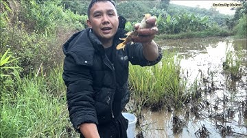 Bắt Cá Chép Thả Ruộng | Hoa Ban Tây Bắc Farm