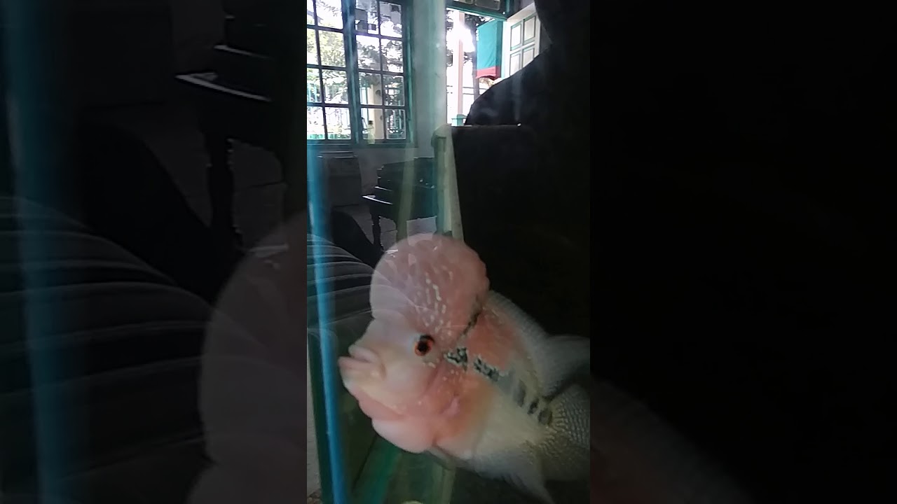 upacara pemakaman teraneh di dunia Ikan teraneh di dunia YouTube upacara pemakaman teraneh di dunia Ikan teraneh di dunia YouTube