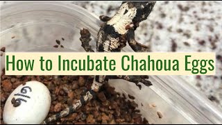 How To Incubate Mniarogekko Chahoua Eggs