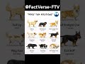 #dog #tails #position #sharpmind #knowledge