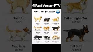 #dog #tails #position #sharpmind #knowledge