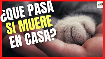 ¿Qué ocurre cuando muere un gato?