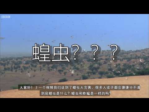 小蝗虫，大知识！蚱蜢，蟋蟀，蝗虫，蝈蝈到底有什么亲戚关系？