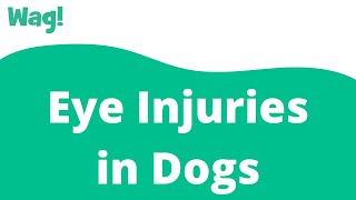 Eye Injuries in Dogs | Wag